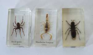 TAXIDERMY SCORPIONS, SPIDER AND INSECT IN RESIN X 3. Like new.