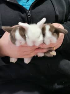 Mini lop babies X5