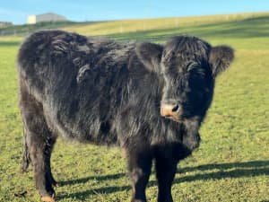 Lowline angus x highland cows and calves