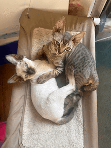Two Devon Rex Kittens (Pair For Sale)