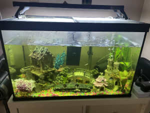 2ft fish tank with fish 