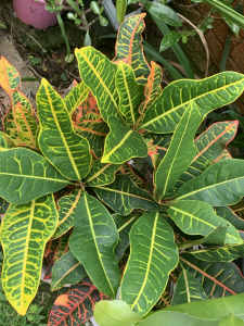 Garden Croton, Codiaeum Plant