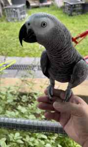 African Grey parrot hand raised male