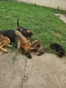 6 X half Rottwieler / German Shepard pups for sale 3 x female /male