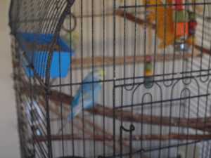 2 year old budgie