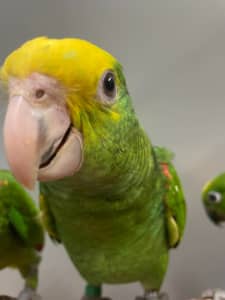 Double Yellow Headed Amazon female baby - ALL SOLD for this SEASON