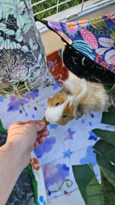 Male Guinea Pig Long haired