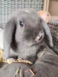Baby Purebred Mini Lop Bunny Rabbits now ready for forever homes