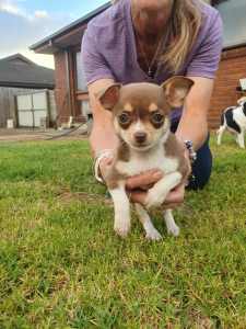 Chihuahua puppies for sale very cute ready for a new home 