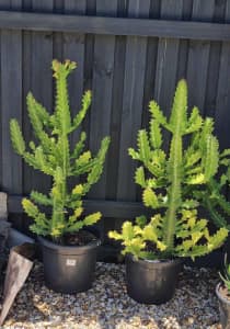 Euphorbia Cactus large