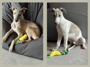 Whippet pups 