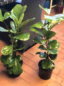 Fiddle Leaf Fig plants