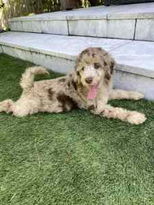 5 Months Old Chocolate Merle Moyen Poodle for sale