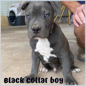 American Staffordshire Terriers Staffy puppies - blue/blue brindle