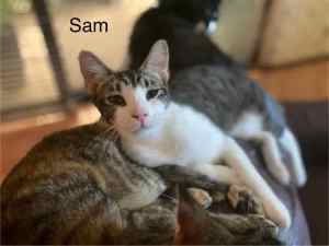 Sam - Perth Animal Rescue Inc vet work cat/kitten