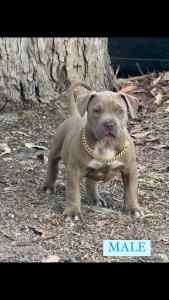 XL BULLY PUPPIES ABKC REGISTERED 🇺🇸🇦🇺8 WEEKS OLD READY TO GO 