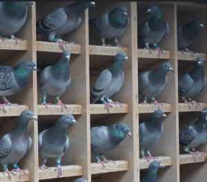 Give away racing pigeons