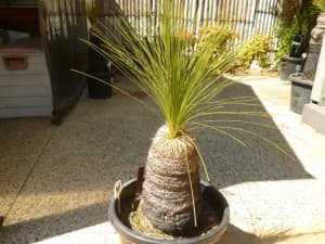 Grass Tree - Native Plant