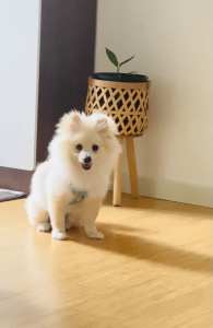Pomeranian puppy (SOLD)