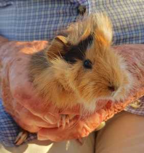 Abyssinian baby guinea pigs