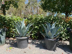 Agave 'Americana Blue' in 300 & 400 mm Pots