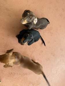 Pure bred, miniature dachshund puppies