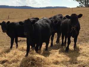Quality beef cattle