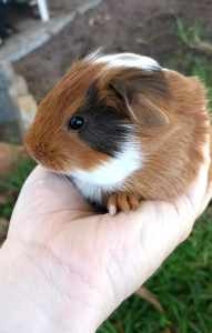 Baby male guinea pig