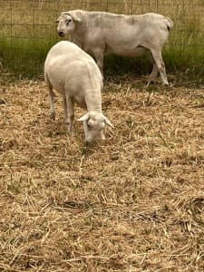 Australian White Ewes Sheep