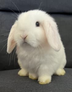 Beautiful Indoor mini lop bunnies rabbits babies 💗🐰