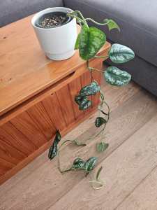Indoor Plant - Satin Pothos - Scindapsus pictus variegated