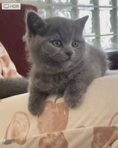 Purebred British shorthair kittens boy