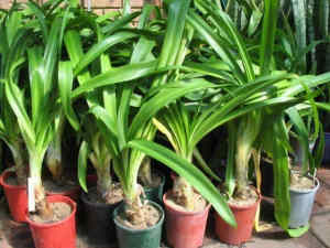Large agapanthus, buy 10 get 1 free, plant now flower in Christmas