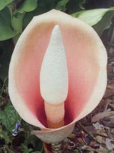 Amorphophallus Bulbifer - Voodoo Lily - 10 Bulbs 