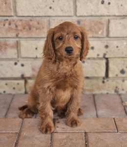 DNA CLEAR Toy Cavoodle Puppies (LAST PUPPY)
