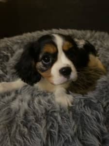 Cavalier King Charles Puppies Female DNA Clear