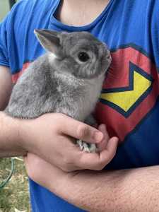 Free to Good Home Dwarf Netherland Rabbit