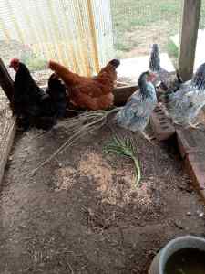Rehoming 5 x mixed breed hens and Australorp rooster PENDING PICK UP