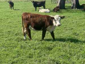 Cattle - 6x Hereford Heifers