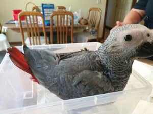 African Grey youngsters