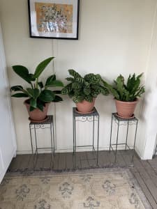 3 Indoor Plants - $45