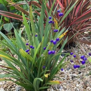Blue Flax-Lily Potted Plants