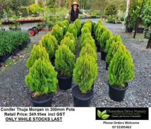 Thuja Morgan Conifer Feature Plant Mudgeeraba Gold Coast South Preview