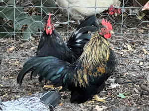 3 x Japanese Bantam Roosters: Need New Home