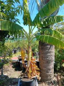 Banana Tree 