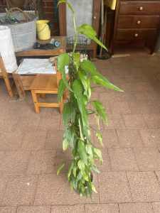 Philodendron skeleton key indoor plant