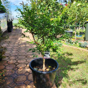 Jaboticaba Fruit Tree in 400mm pot