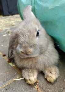 Dwarf Mini Lop Cross Rabbits