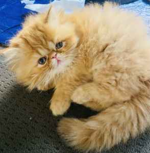 Garfield! Stunning Persian Kitten! ❤️