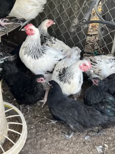 Young roosters